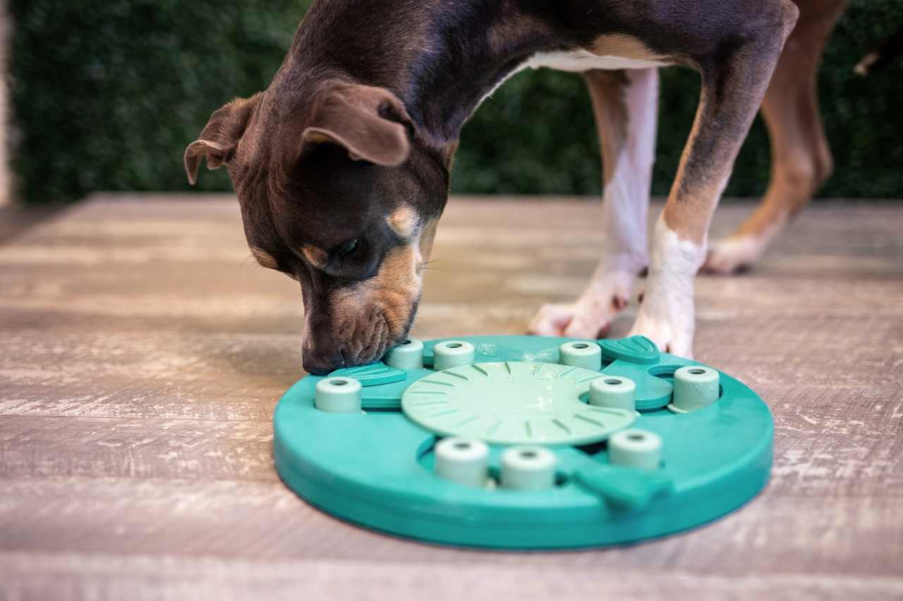 juegos que estimulan la inteligencia de tu perro para hacerle feliz